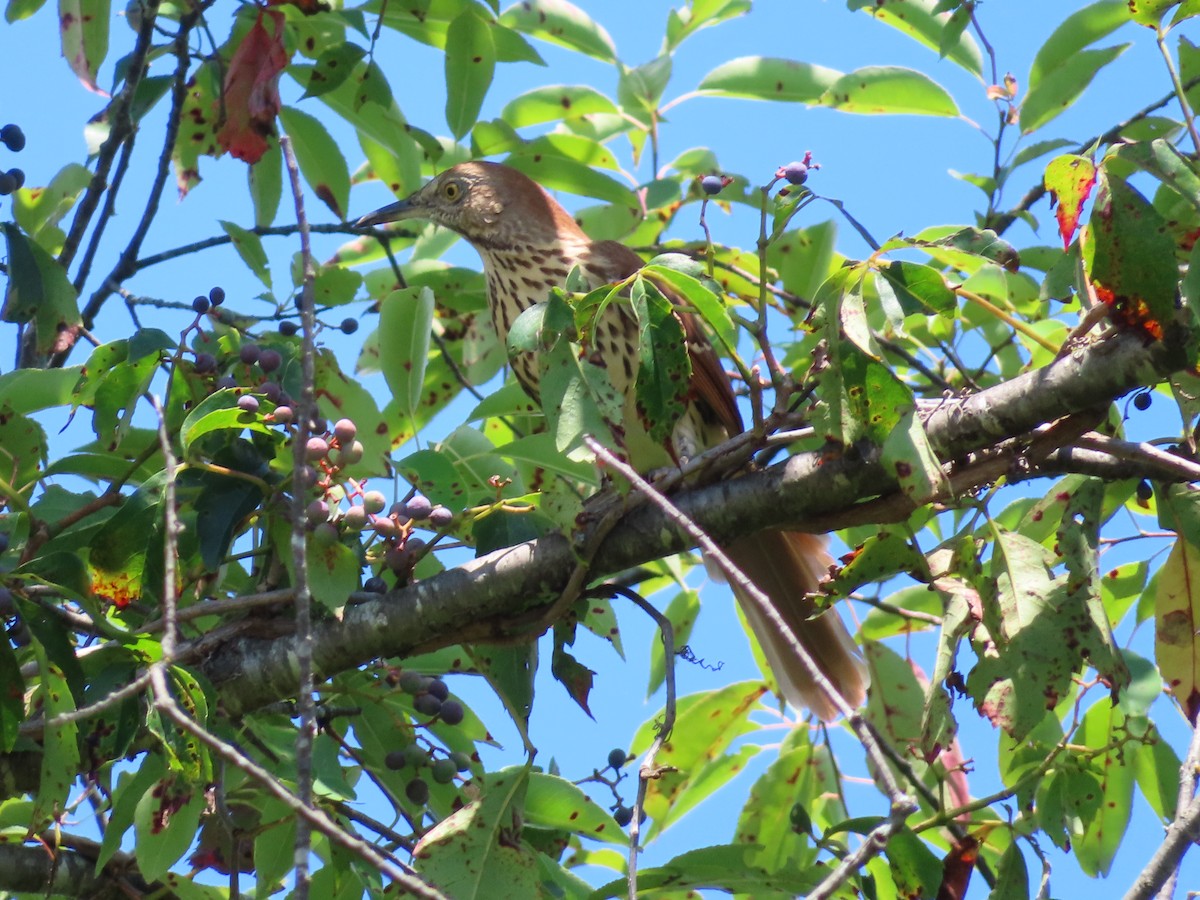 Brown Thrasher - ML641091194