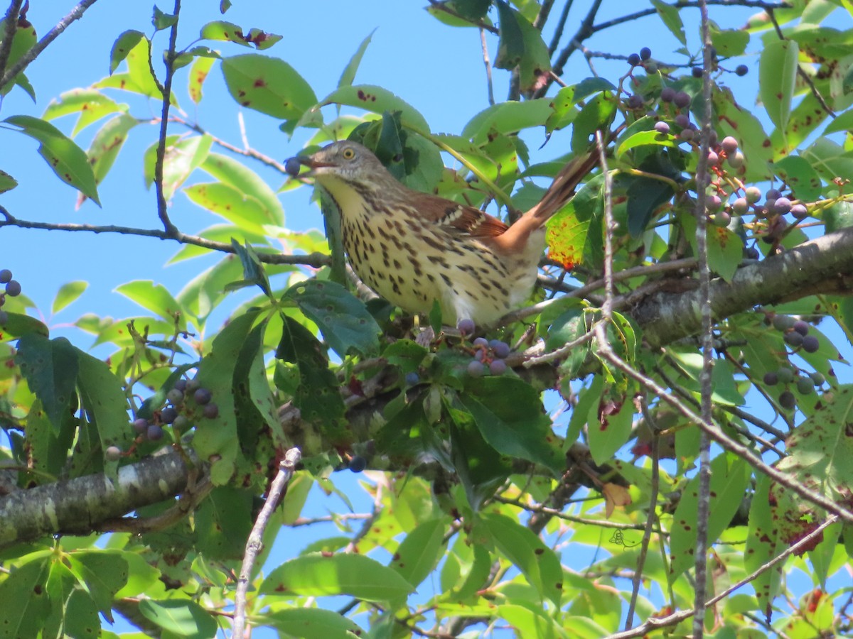 Brown Thrasher - ML641091200