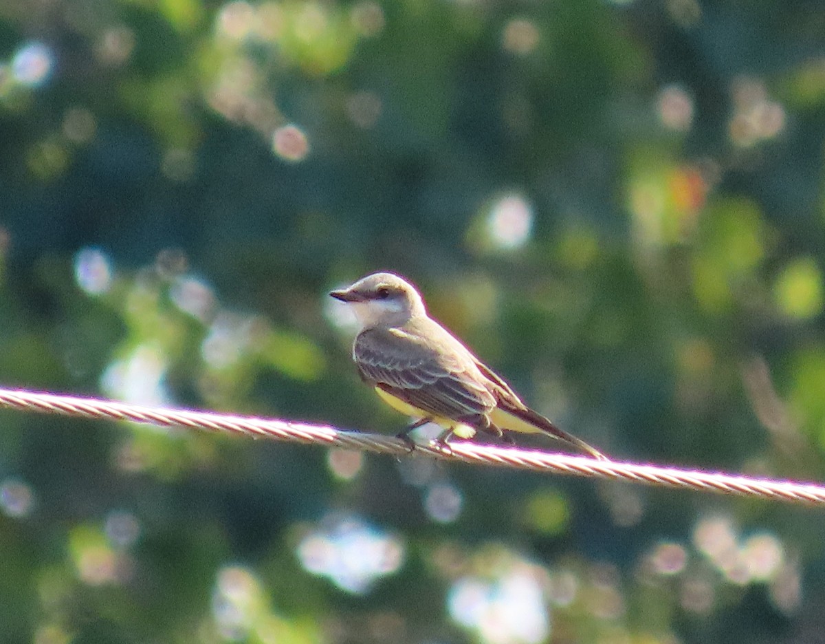 Western Kingbird - ML641091201