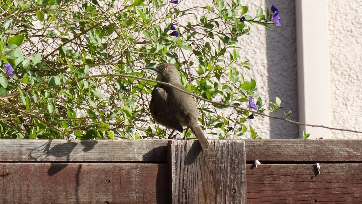 Тремблер бурий - ML641091202