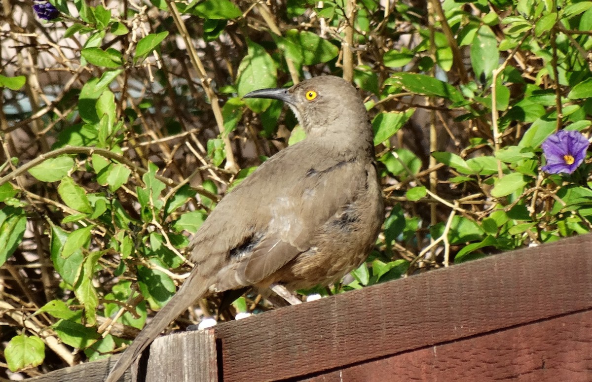 Тремблер бурий - ML641091203