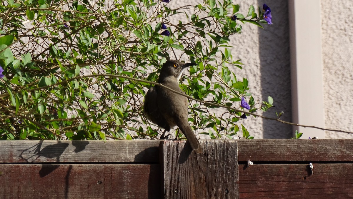 Тремблер бурий - ML641091204