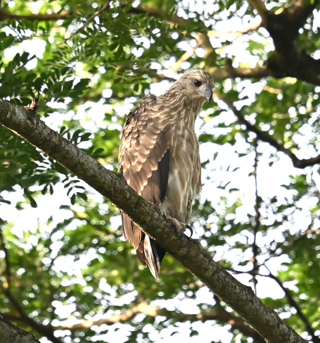Gray-headed Fish-Eagle - ML641091210