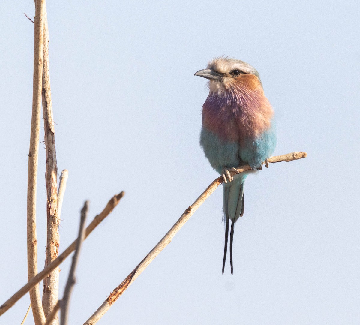 Lilac-breasted Roller - ML641091217