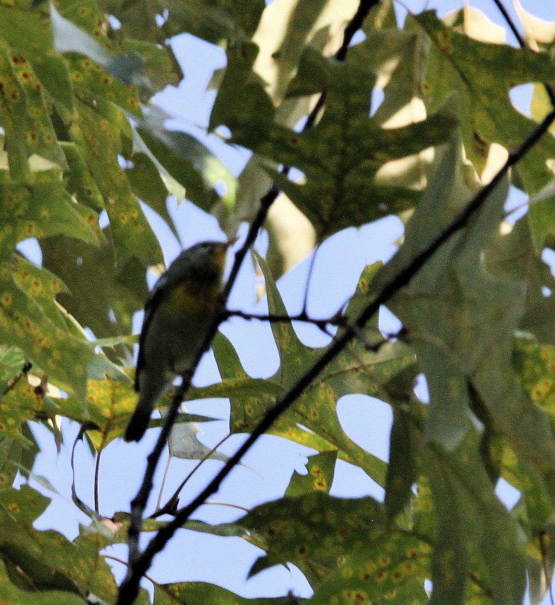 Northern Parula - ML641091245