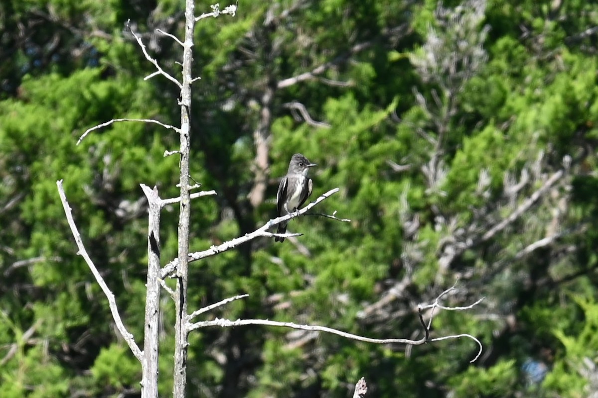 Olive-sided Flycatcher - ML641091258