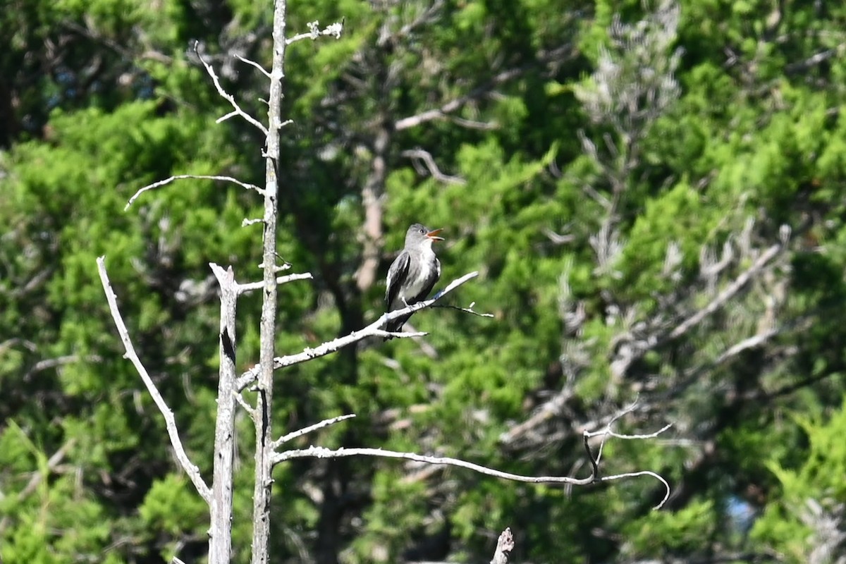Olive-sided Flycatcher - ML641091259