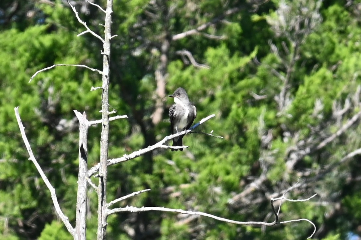 Olive-sided Flycatcher - ML641091260