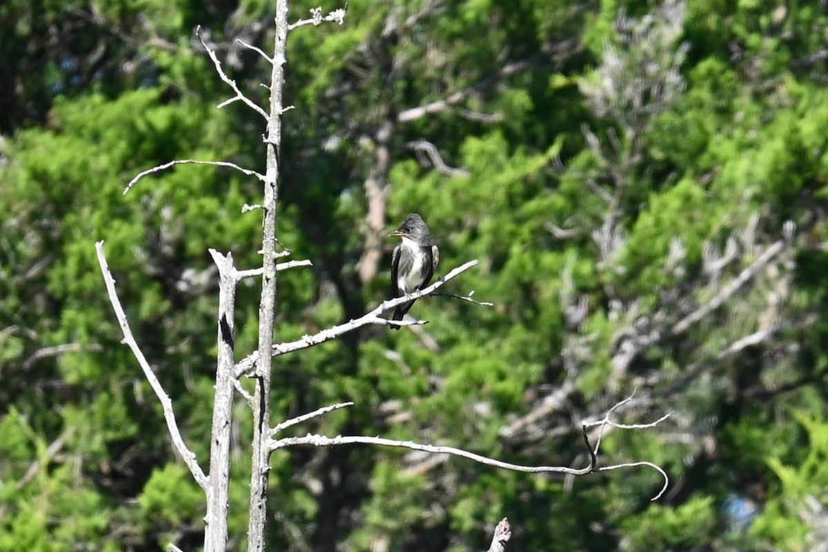 Olive-sided Flycatcher - ML641091261