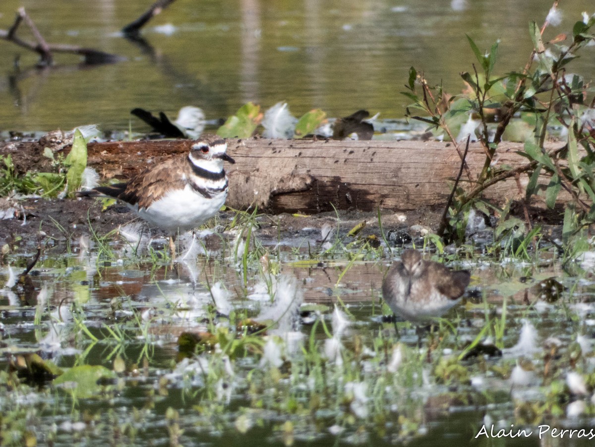 Killdeer - ML641091265