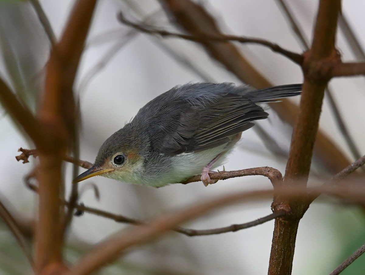 Ashy Tailorbird - ML641091269