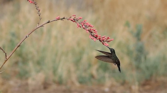 Blue-throated Mountain-gem - ML641091282