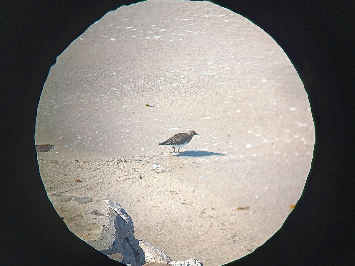 Black Turnstone - ML641091300