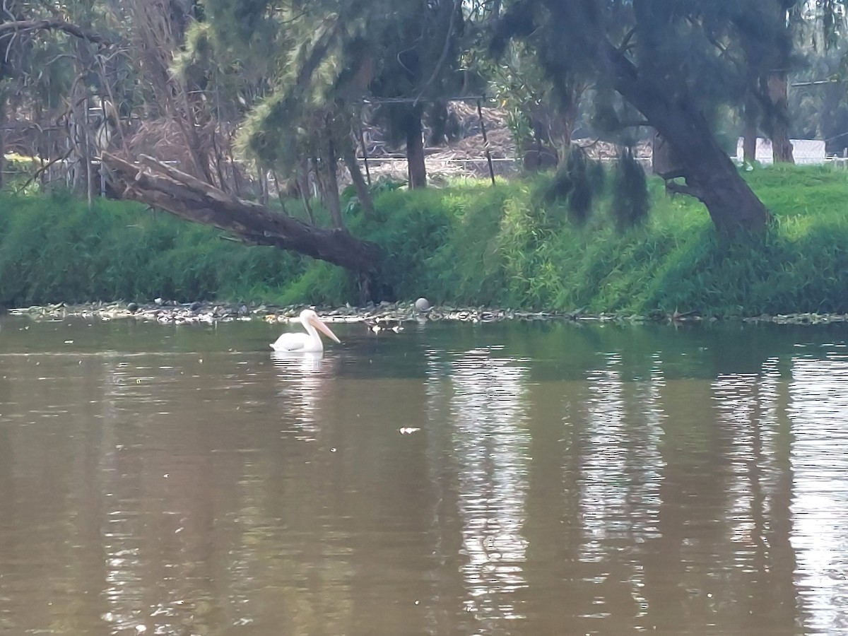American White Pelican - ML641091301