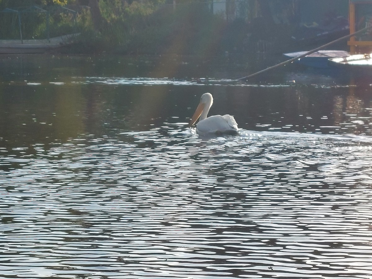 American White Pelican - ML641091302