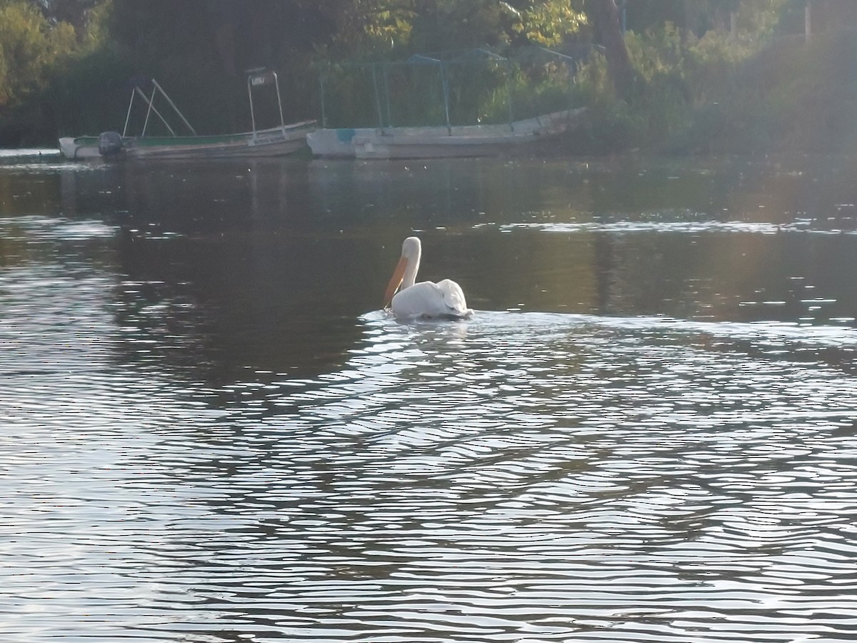 American White Pelican - ML641091303