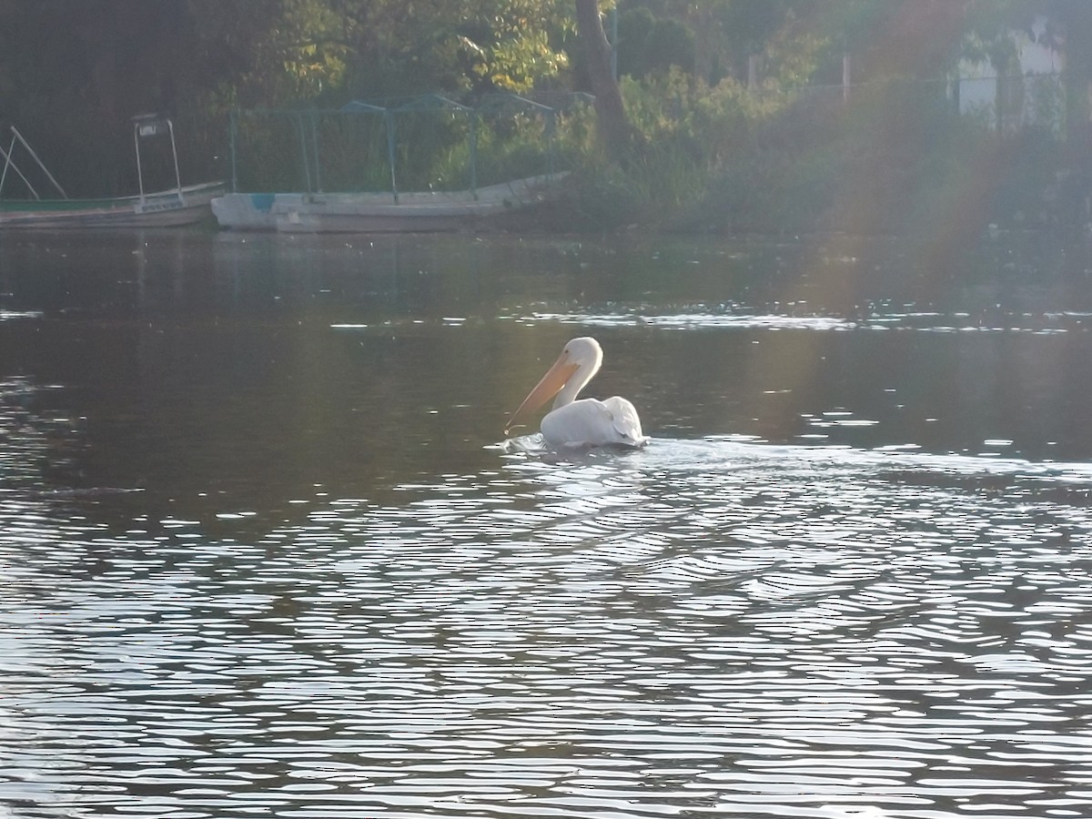 American White Pelican - ML641091304