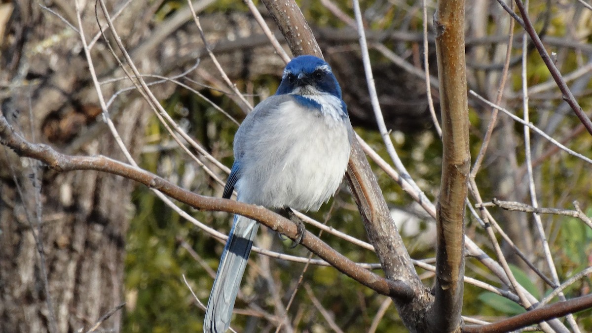 Сойка каліфорнійська - ML641091308