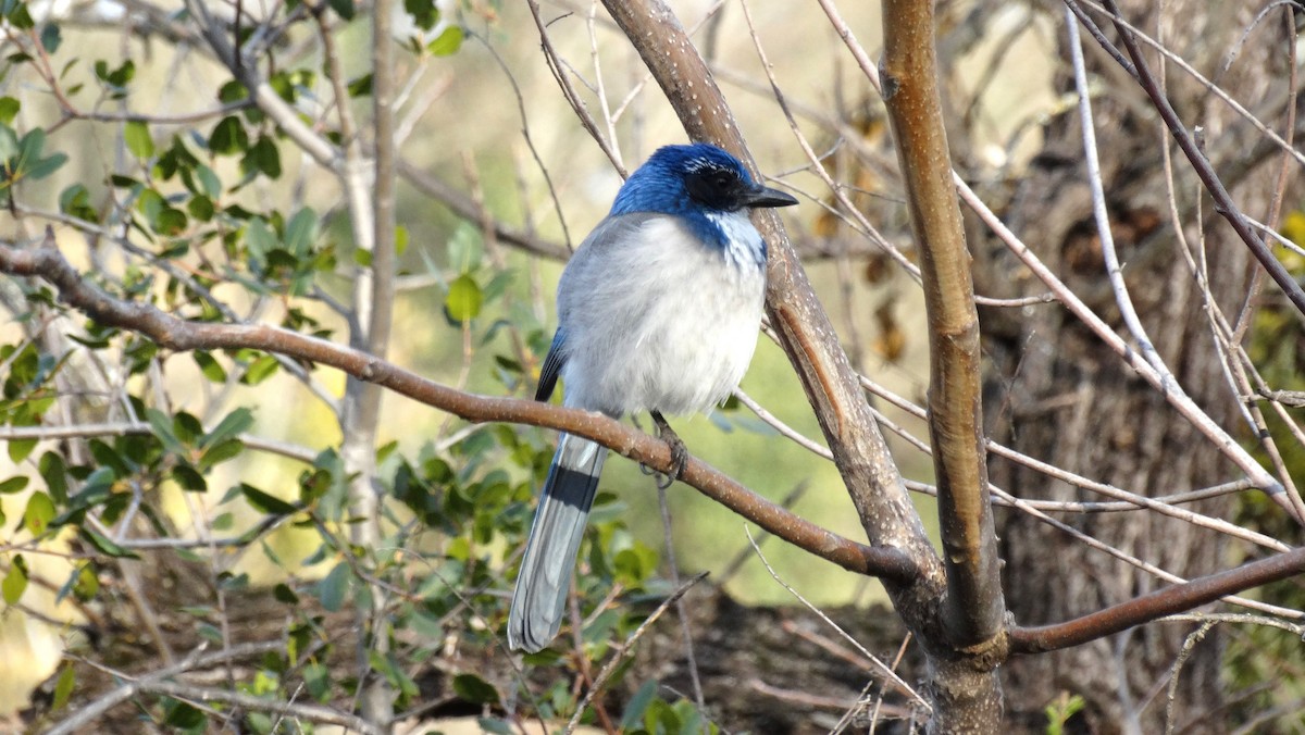 Сойка каліфорнійська - ML641091309