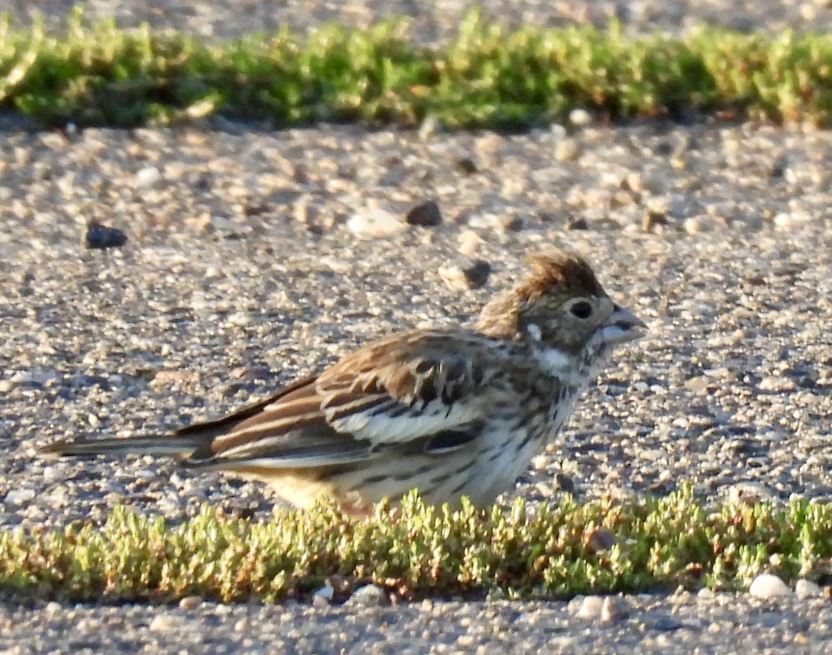 Lark Bunting - ML641091310