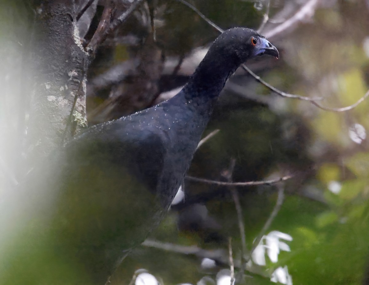 Black Guan - ML641091312