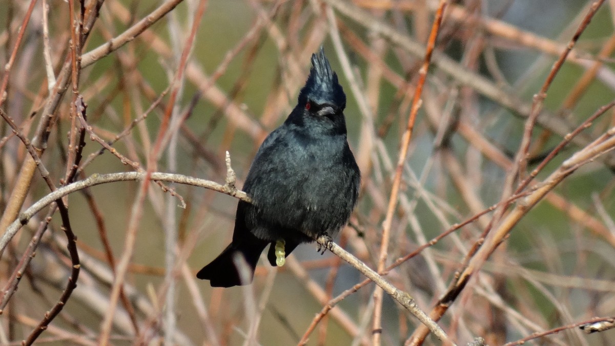 Чубак чорний - ML641091314