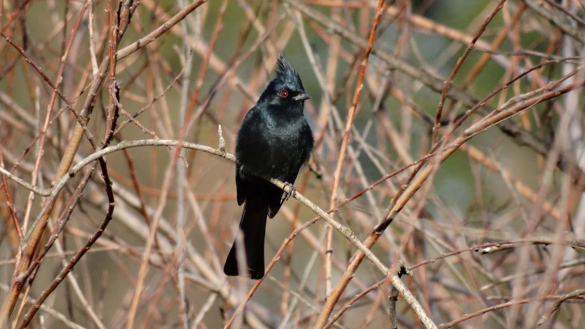 Чубак чорний - ML641091315