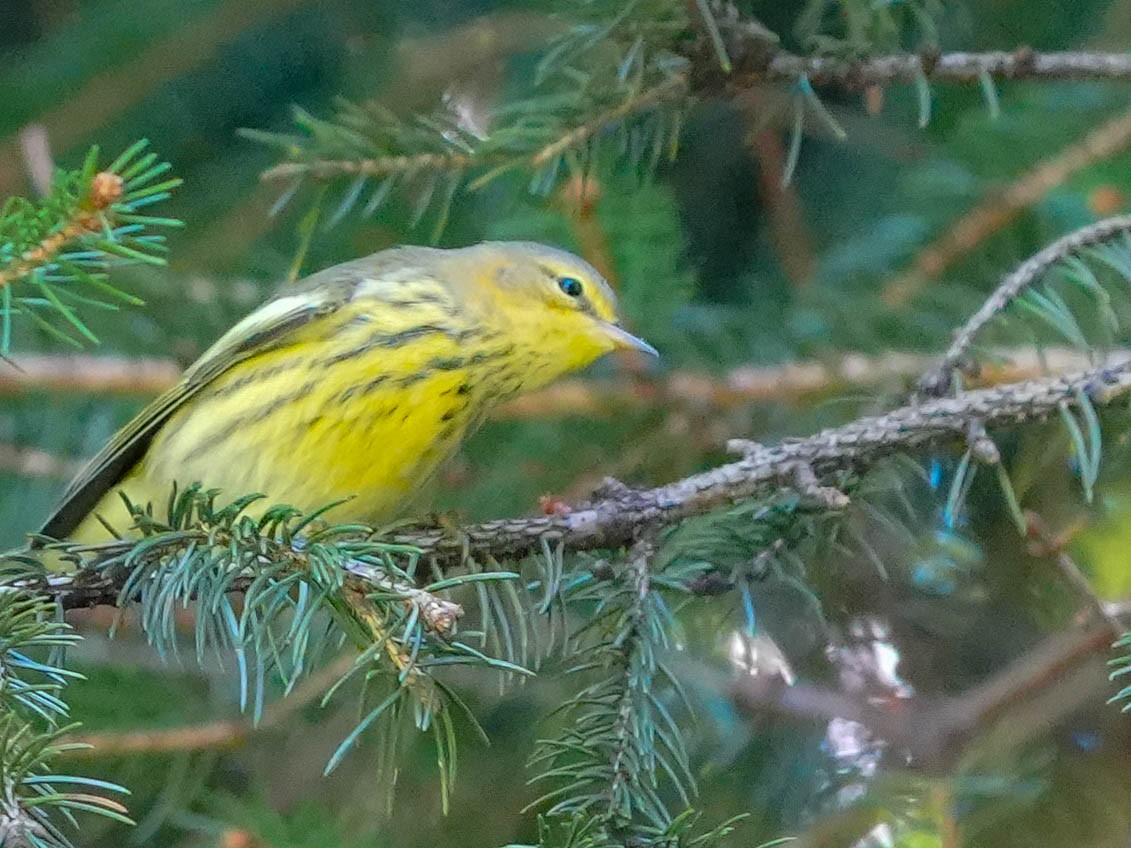 Cape May Warbler - ML641091334