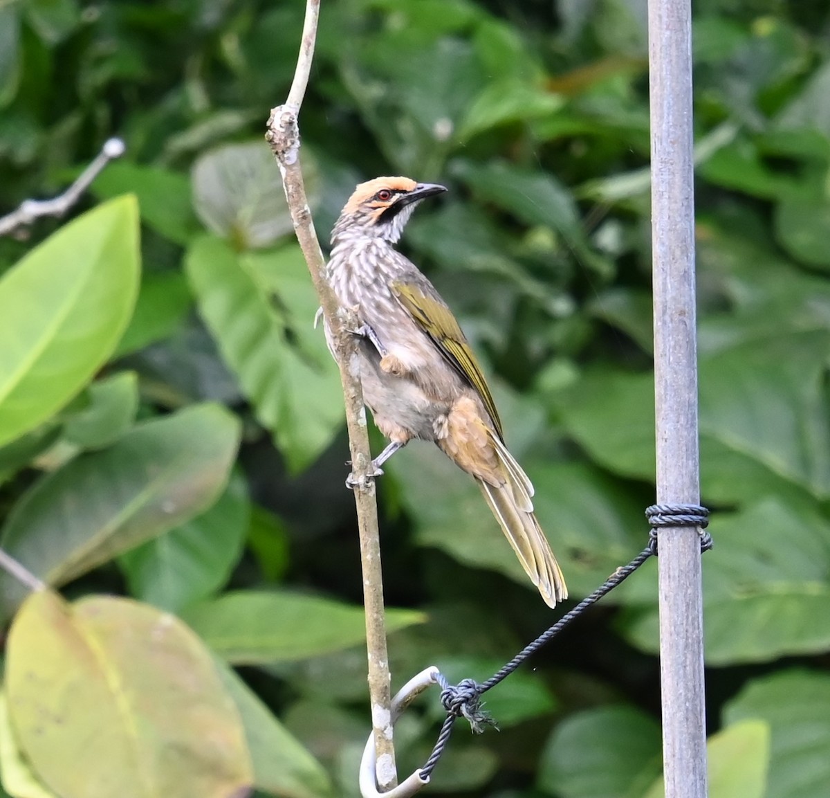 Straw-headed Bulbul - ML641091335