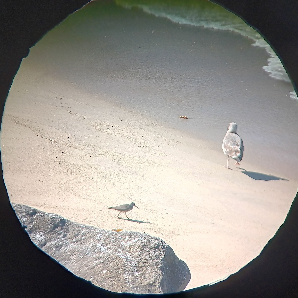 Wandering Tattler - ML641091339