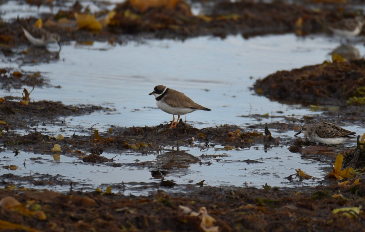 Semipalmated Plover - ML641091364