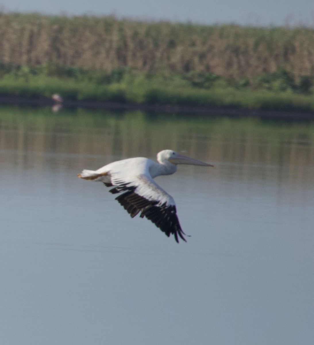 American White Pelican - ML641091385