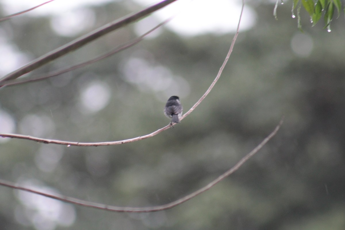 Variable Seedeater - ML641091388