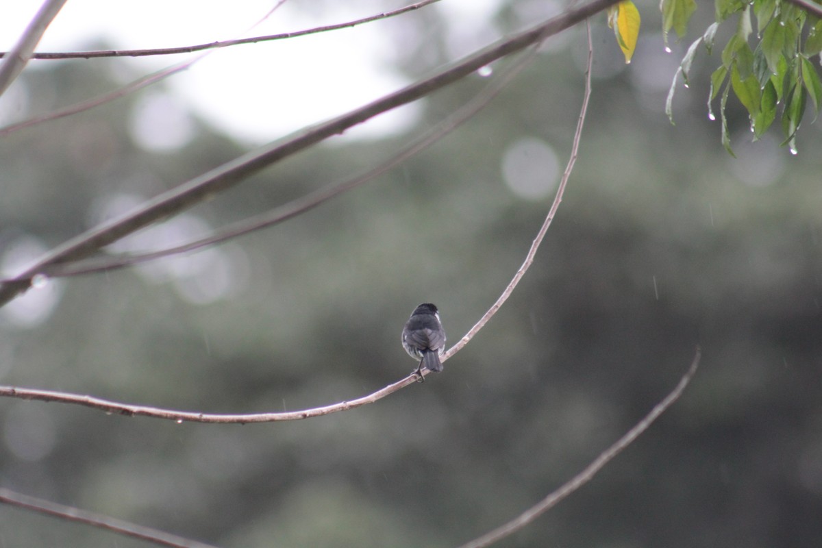 Variable Seedeater - ML641091389