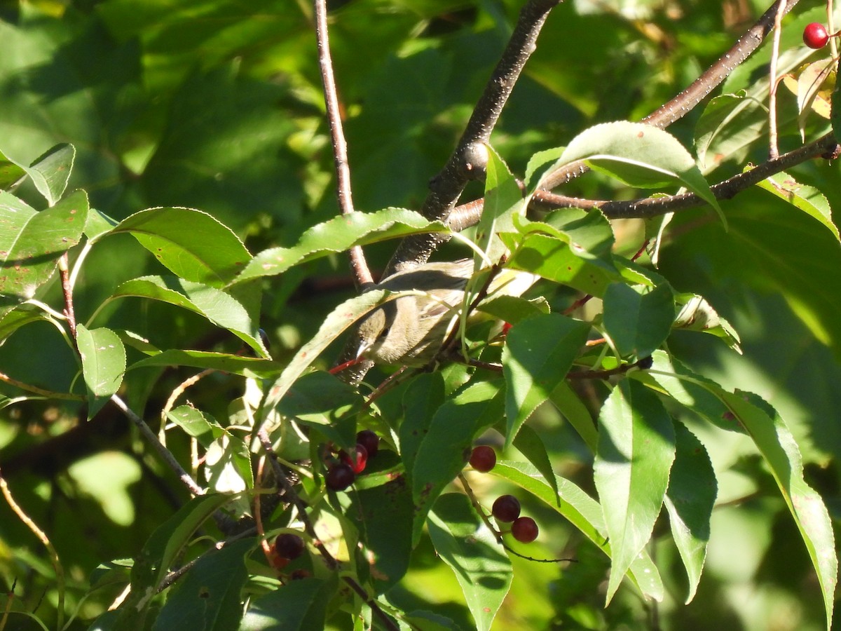 Cape May Warbler - ML641091396