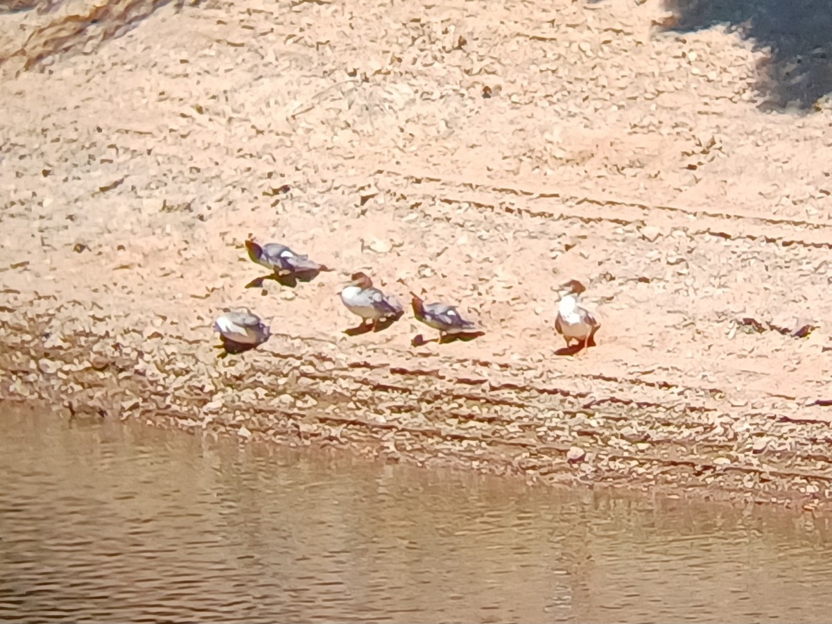 Red-breasted Merganser - ML641091430