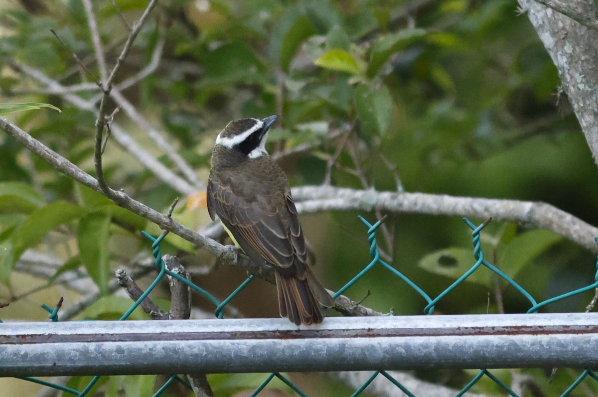 Bienteveo Pitanguá (grupo mexicanus) - ML641091431