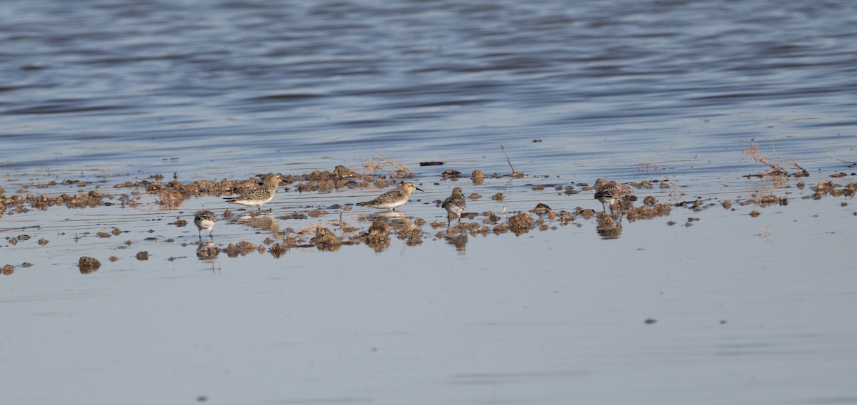 Baird's Sandpiper - ML641091438