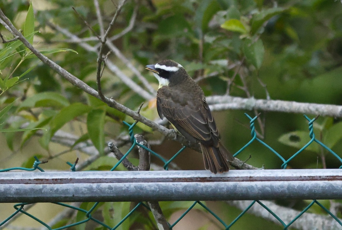 Bienteveo Pitanguá (grupo mexicanus) - ML641091439