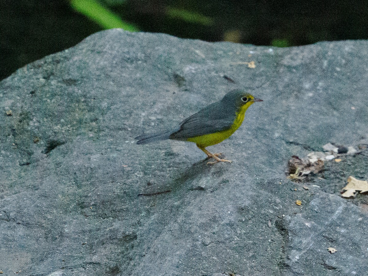 Canada Warbler - ML641091447
