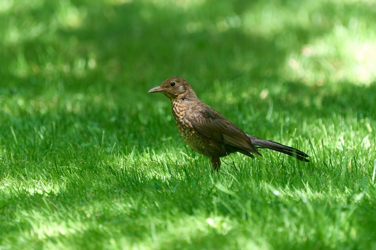 Eurasian Blackbird - ML641091462