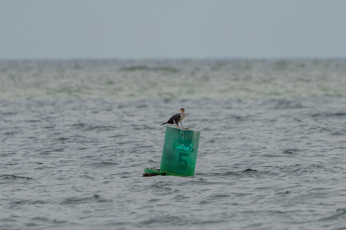 Double-crested Cormorant - ML641091482