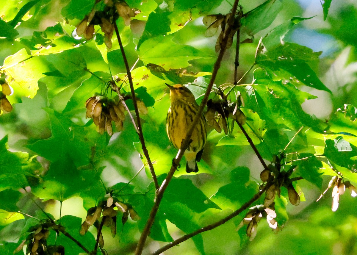 Cape May Warbler - ML641091511