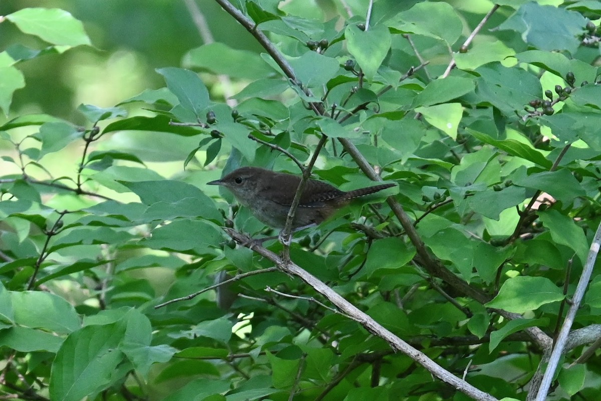 Northern House Wren - ML641091514