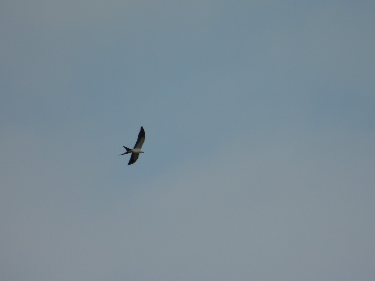 Swallow-tailed Kite - ML641091525