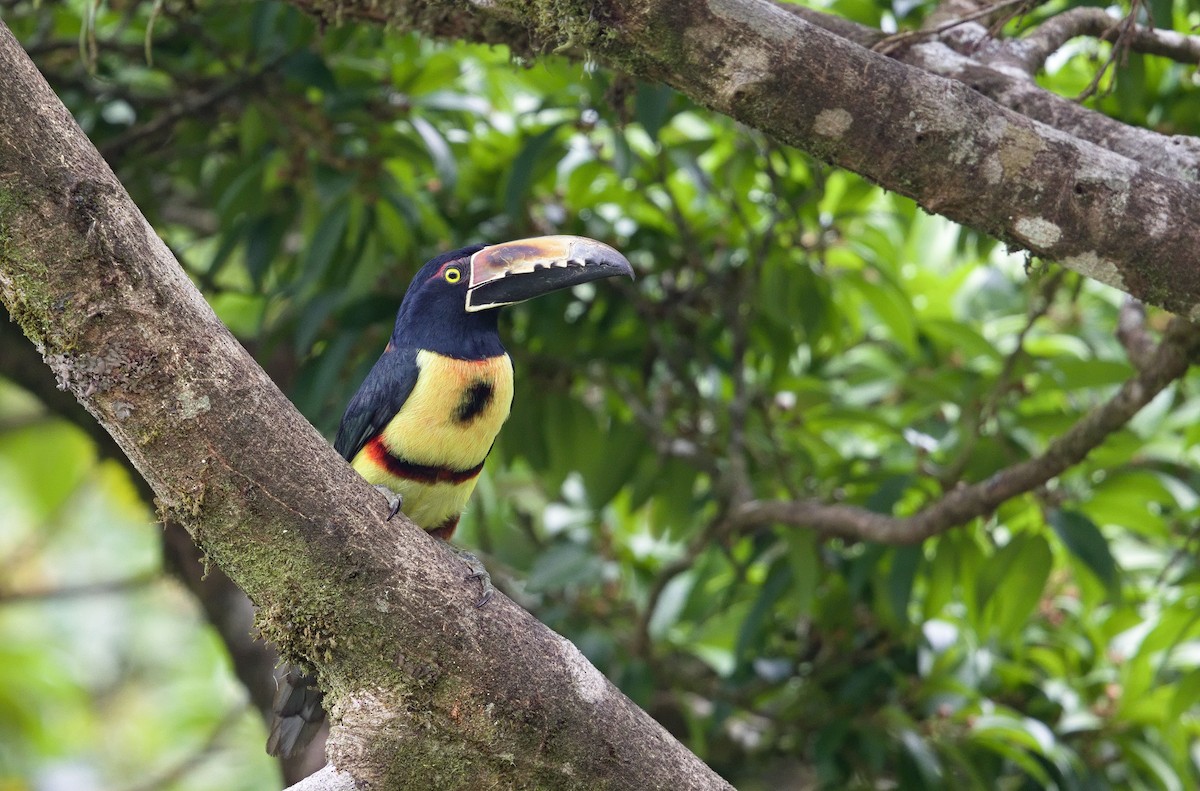 Collared Aracari - ML641091530