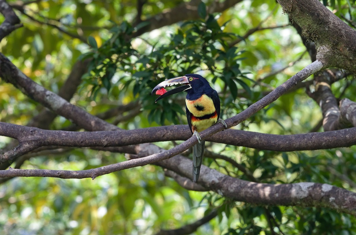 Collared Aracari - ML641091531