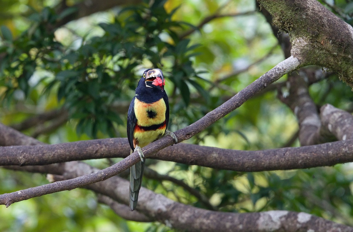 Collared Aracari - ML641091533