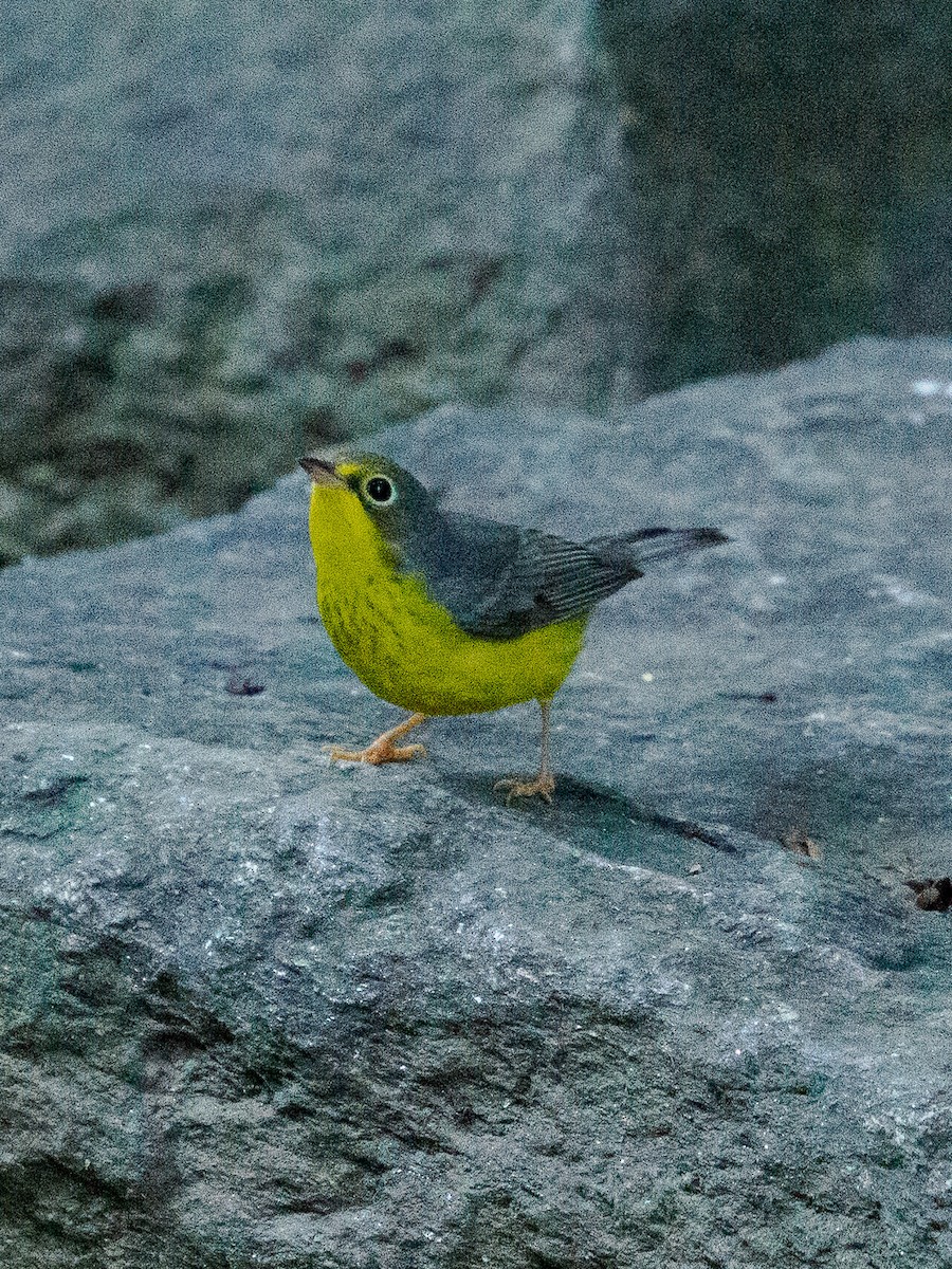 Canada Warbler - ML641091545