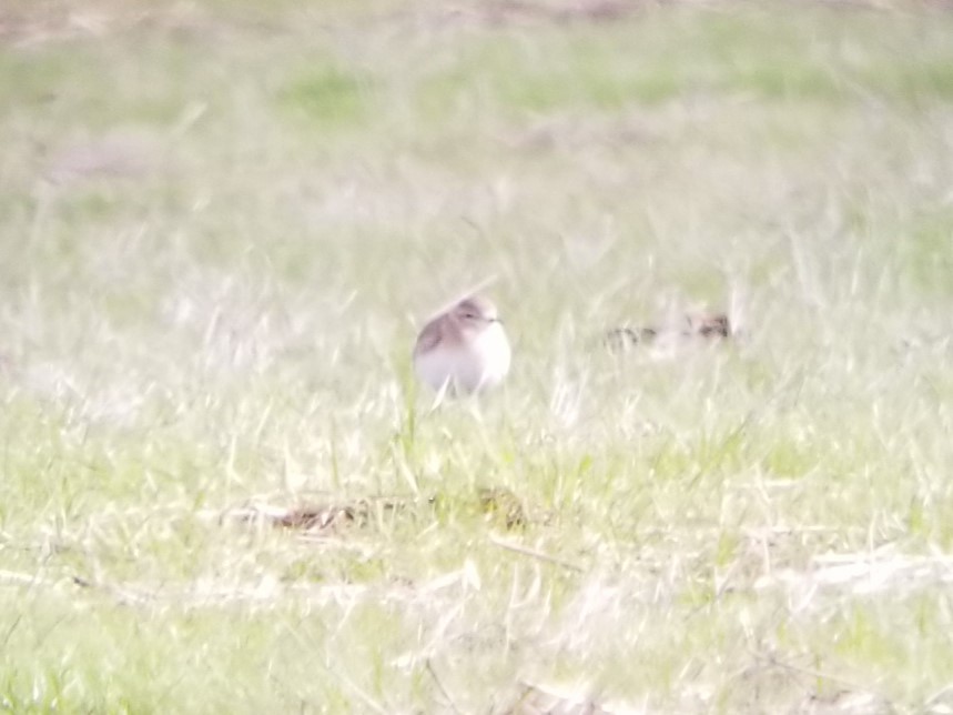 Mountain Plover - ML641091546